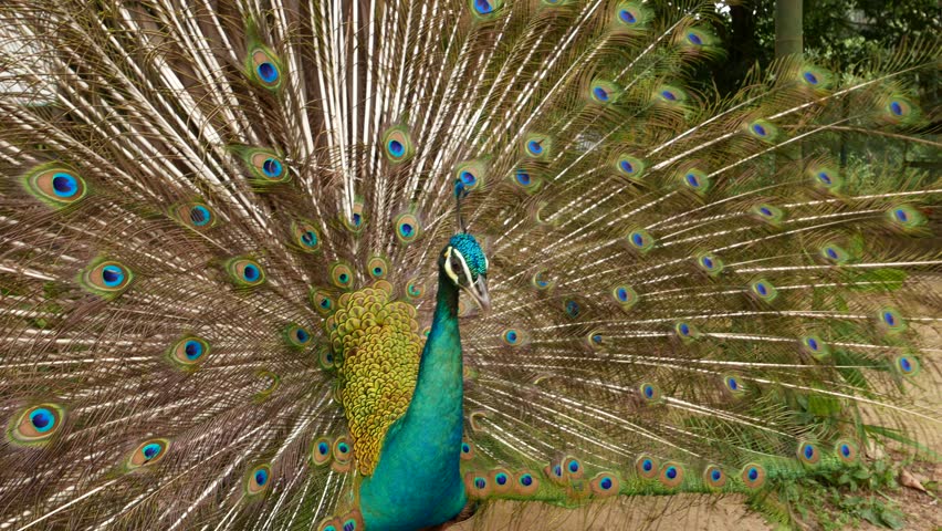 close view peacock head against stock footage video 100 royalty free 13238123 shutterstock