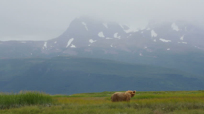 Wild Alaskan brown bears eat grass amid beautiful glacial mountains in Katmai National Park and Preserve, Alaska. 1080p