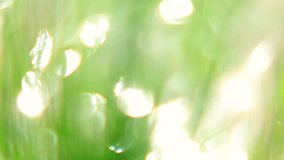 Amazing meditative and relaxing play of sunshine, reflecting on waving water surface through defocused green grass. Excellent abstract intro with gleams in fragrant full HD clip with hypnotic effect.