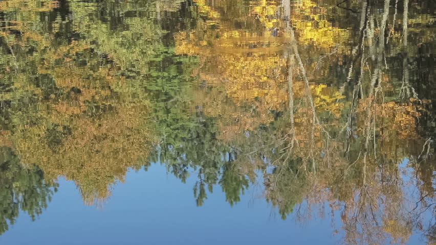reflection of forest in lake surface
