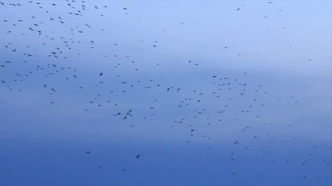 Span of the bird flocks in the morning sky