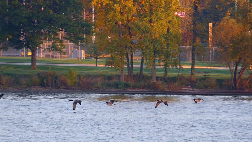 Graceful flocks of geese fly over Fox River, Green Bay, Wisconsin, in Autumn, slow motion.
