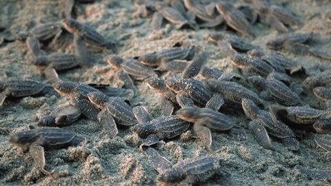 High angle view of leatherback turtle hatchlings scuttle down beach, Trinidad, Trinidad and Tobago