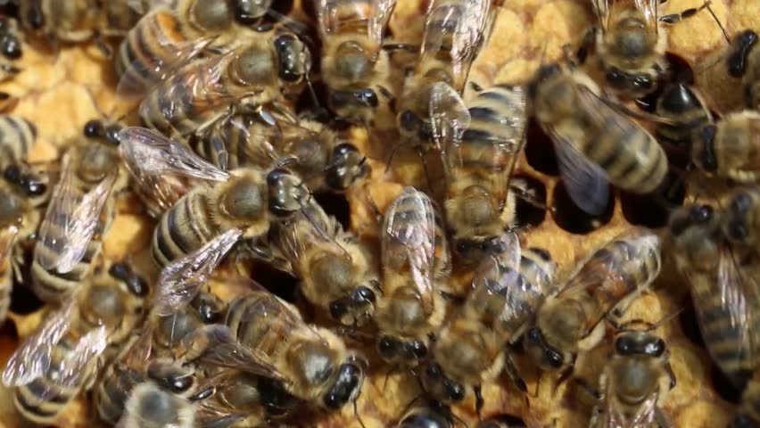 Queen Bee Lays Eggs In Stock Footage Video 100 Royalty Free Shutterstock