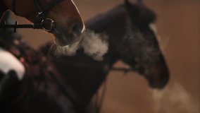 Horse breathes heavily. Bay horse with clouds of steam from breath.
