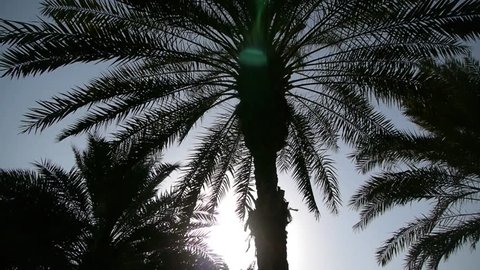 Palm trees swaying in the breeze in sunny Dubai 