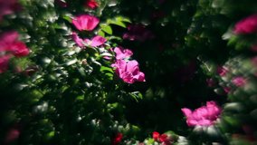 Wonderful sunlit wild rose bushes with pink flowers and flying bees on contrast background. Amazing garden background with unusual bokeh. Adorable view of lyric nature in amazing full HD clip. 