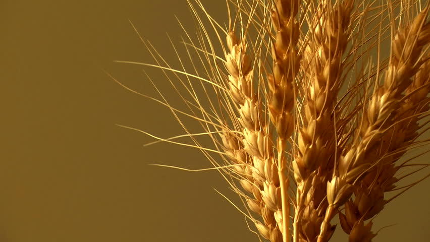 wheat turning loop 1080