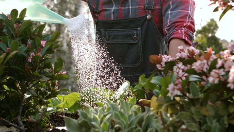 Smiling Caucasian  gardener man watering plants in garden