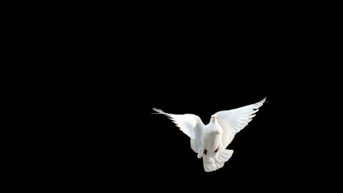 Dove flying on black background in slow motion