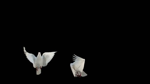 Doves flying on black background in slow motion