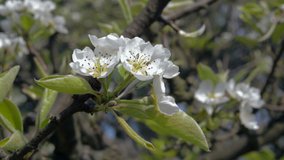 Close up of blooming Apple tree in spring orchard garden. Blossom apple-tree young buds white flowers. Camera locked down. Full HD close-up - 1080p video footage.