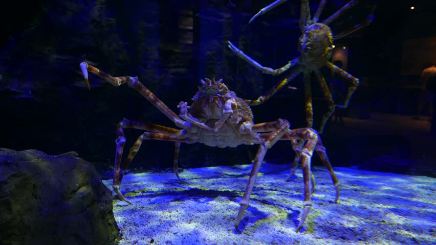 Red king crab threateningly raised a single claw, second animal on background. Exotic deep sea     crustacea animal, habitant of Bering Sea, Kamchatka and Alaskan waters