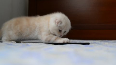 Kitten playing with a cell phone