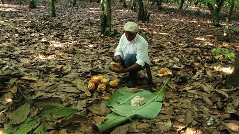 SAN FRANCISCO DE MACORIS, DOMINICAN REPUBLIC – NOVEMBER 07, 2012: Unidentified man cuts cocoa fruits at the plantation in San Francisco de Macoris, Dominican Republic.