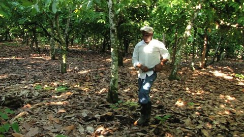 SAN FRANCISCO DE MACORIS, DOMINICAN REPUBLIC – NOVEMBER 07, 2012: Unidentified man cuts cocoa fruits at the plantation in San Francisco de Macoris, Dominican Republic.
