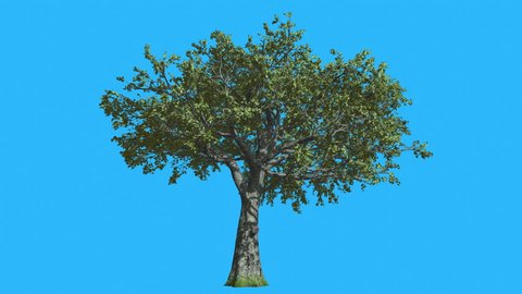 White Oak Tree is Swaying at the Wind on Chroma Key, Alfa and Blue Screen, Alpha Channel, Alpha Mate, Green Tree Leaves are Fluttering on a Crown, Tree in Sunny Day in Summer, Computer Generated