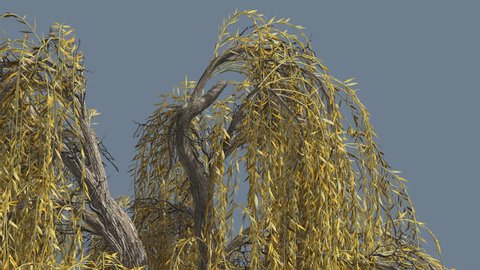 Weeping Willow, Top of Tree, Long Hanging Tree Branches are Swaying at the Wind and sweeping the ground, Tree Cut Out of Chroma Key, Tree on Alfa Channel, Narrow Yellow Tree Leaves, Tree in Sunny Day