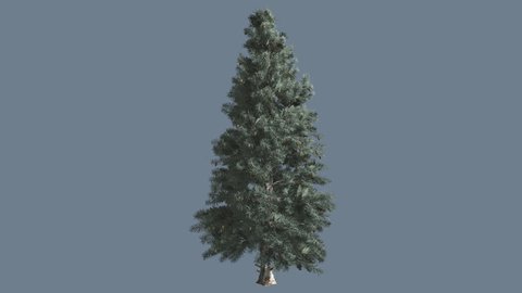 Blue Spruce, Thin Tree is Swaying at the Wind Cut Out of Chroma Key, Alfa Channel, Alpha Channel, Blue Narrow Leaves are Fluttering on a Crown, Thin Trunk Tree in Sunny Day in Summer, Computer