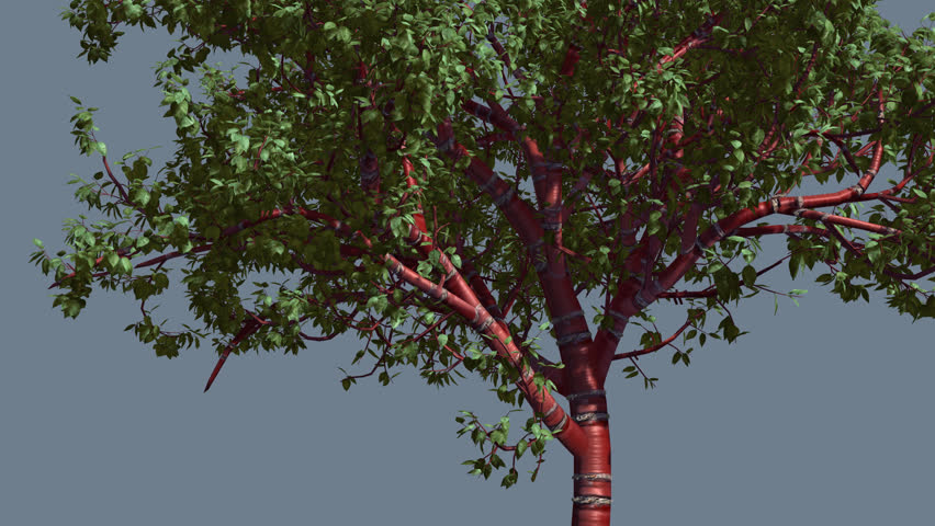 Tibetan Cherry Red Tunk Small Stock Footage Video 100 Royalty Free 13268687 Shutterstock