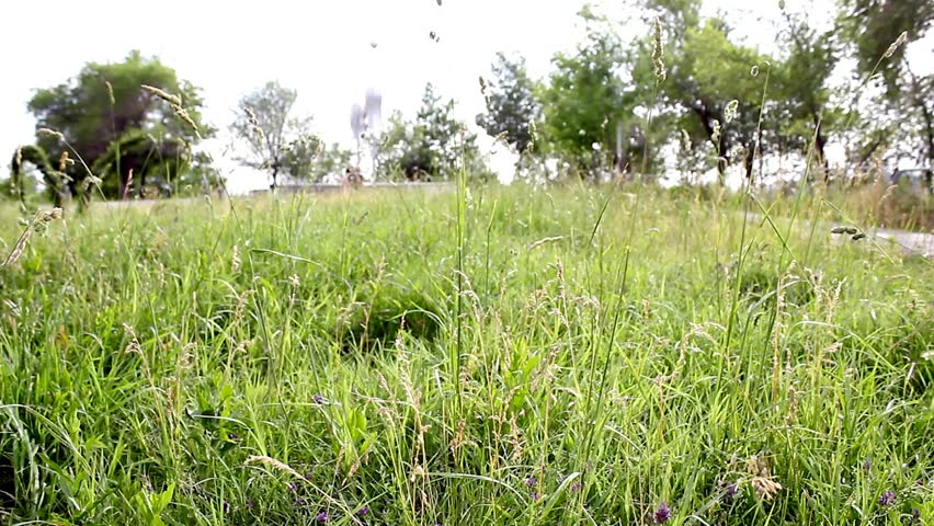 Young girl walking barefoot through tall green grass on a sunny day, enjoying nature’s calm and peaceful atmosphere in a serene outdoor setting.