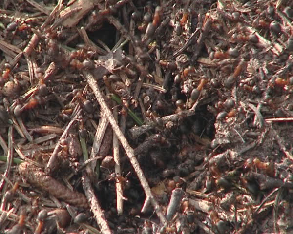 Lots of Ants Hard Working Stock Footage Video (100 Royaltyfree