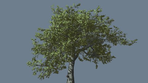 White Oak, Tree is Swaying at Strong Wind, Tree Cut Out of Chroma Key, Tree on Alfa Channel, Green Tree Leaves are Fluttering on a Crown, Tree in Sunny Day in Summer, Computer Generated Animation