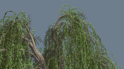Weeping Willow, Top of Tree, Long Hanging Tree Branches are Swaying at the Wind and sweeping the ground, Tree Cut Out of Chroma Key, Tree on Alfa Channel, Narrow Green Tree Leaves, Tree in Sunny Day