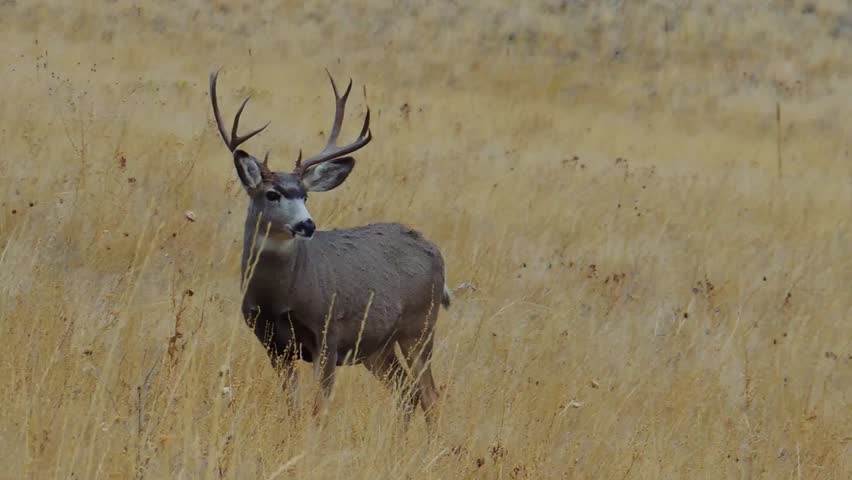 The National Bison Range in Montana provides an exciting 16 mile route to see wildlife.This Mule Deer buck is just one critter example to admire from the comfort of your automobile.  