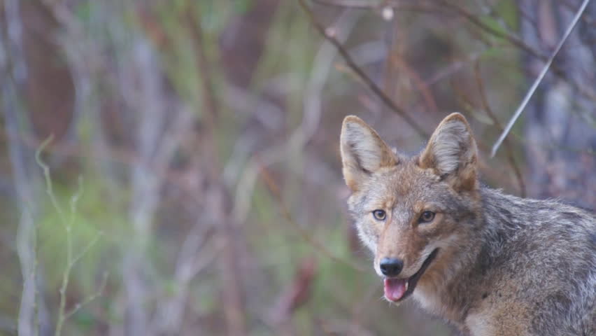 Coyote (Canis latrans) is a wild canine of North America adapted to both Wild