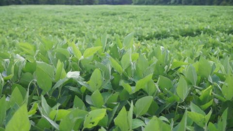 Soybeans (Glycine max) are an important agricultural crop in the United States. 