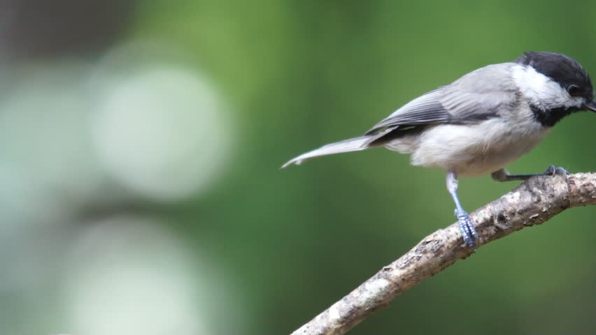 Black-capped Chickadee (Poecile atricapillus) in July in Georgia. 