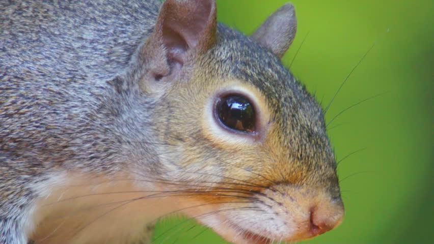 Grey Squirrel (Sciurus carolinensis) eating.