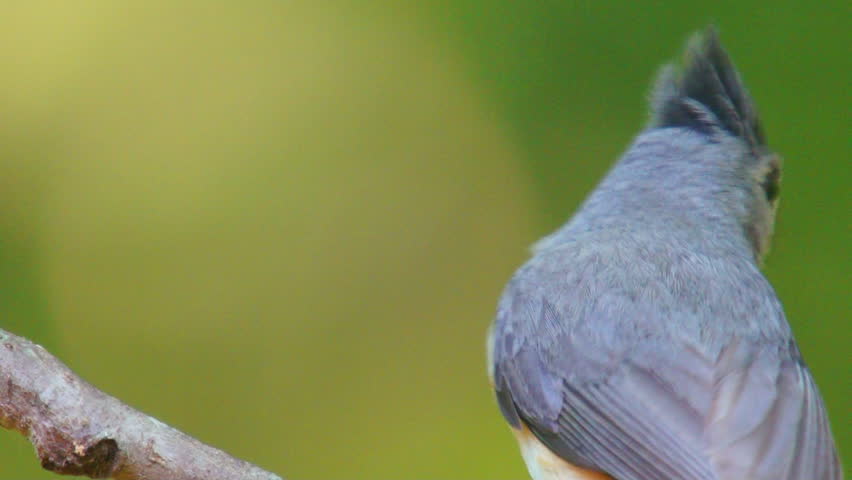 Tufted Titmouse (Baeolophus bicolor), a songbird of the eastern United States. 