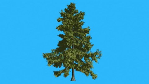 Alaska Cedar, Cupressus nootkatensis, Evergreen Tree is Swaying at the Wind on Chroma Key, Alfa Channel and Blue Screen, Alpha Mate, Green Scale-Leaves are Fluttering on a Crown, Thin Trunk Tree in