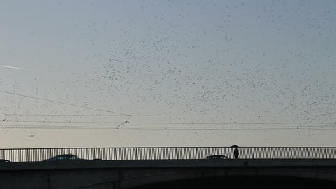 Thousands of starlings fly 7.The autumn skies of Rome at dusk belong to the starlings. Totally mesmerizing, the birds   Rome, Italy 2013