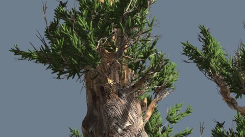 Bristlecone Pine, Thick Tree is Swaying at the Wind, Tree Cut Out of Chroma Key, Tree on Alfa Channel, Alpha Channel, Green Narrow Tree Leaves are Fluttering on a Crown, short branches, Tree in Sunny