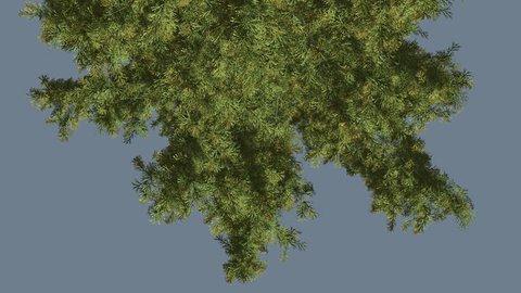 Alaska Cedar, Turned Image, Tree is Swaying at the Wind, Tree Cut Out of Chroma Key, Tree on Alfa Channel, Alpha Channel, Evergreen Tree Scale-Leaves are Fluttering on a Crown, Tree in Sunny Day in