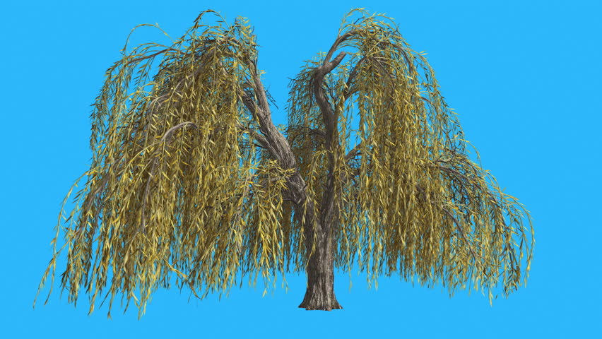 Weeping Willow Hanging Long Branches, Tree is Swaying at the Wind on Chroma Key, Alfa and Blue Screen, Alpha Channel, Alpha Mate, Yellow Narrow Tree Leaves, Tree in Sunny Day in fall, autumn, Royalty-Free Stock Footage #13289378