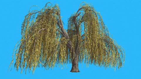 Weeping Willow Hanging Long Branches, Tree is Swaying at the Wind on Chroma Key, Alfa and Blue Screen, Alpha Channel, Alpha Mate, Yellow Narrow Tree Leaves, Tree in Sunny Day in fall, autumn,