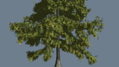 Alaska Cedar, Thin Tree is Swaying at the Wind, Tree Cut Out of Chroma Key, Tree on Alfa Channel, Alpha Channel, Evergreen Tree Scale-Leaves are Fluttering on a Crown, Tree in Sunny Day in Summer,