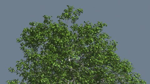 European Beech Chromakey Crown Isolated Tree Chroma Key Alfa Alfa Channel Crown of Swaying Tree with Green Branches and Green Leaves, Plants is Swaying at the Wind in Summer, Computer Generated