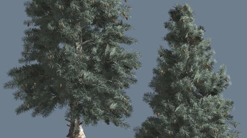 Blue Spruce, Two Trees are Swaying at the Wind, Tree Cut Out of Chroma Key, Tree on Alfa Channel, Alpha Channel, Blue and Green Narrow Long Tree Leaves are Fluttering on a Crown, Tree in Sunny Day in