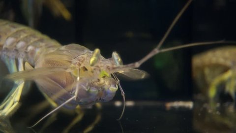 Mantis shrimp Close-up 