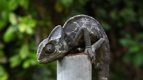 Common Chameleon, family Chamaeleonidae. Sometimes refer to politicians who lie and make false deceptive promises before elections