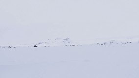 Woman running in the snow, enjoying winter holidays in the mountains of Iceland. Full HD Video 1920x1080