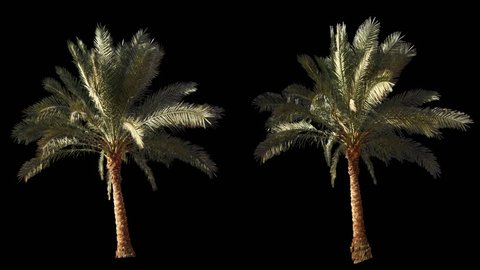 2 blowing on the wind beautiful green full size real tropical palm trees isolated on alpha channel with black and white luminance matte, perfect for film, digital composition.