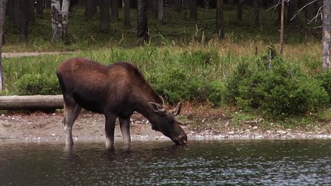 Calf Drink Milk By Breastfeeding Stock Footage Video 100 Royalty Free 1018167493 Shutterstock