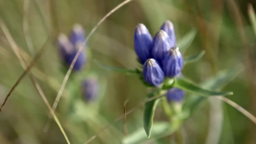 Quebec, St. Jean, Blue Flower in a field