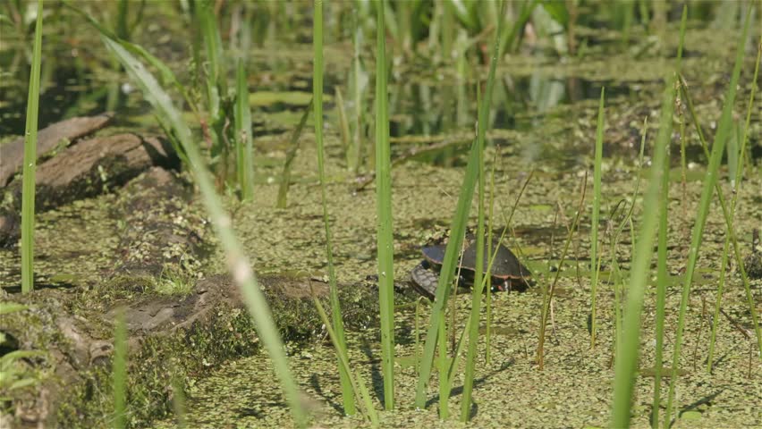 Painted Turtle v.3-6